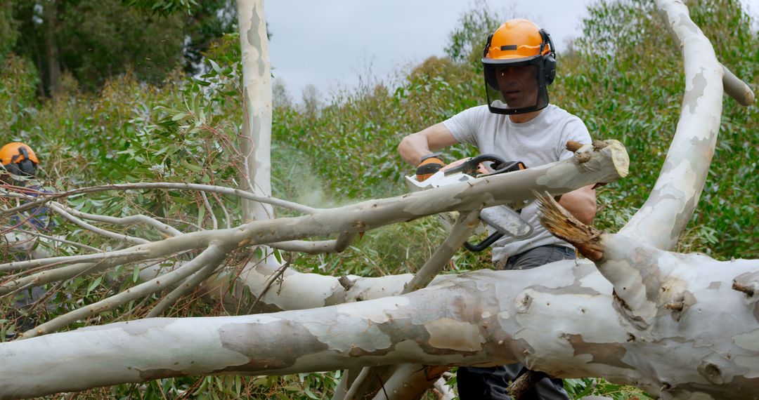 Lumberjack Cutting Fallen Tree with Chainsaw in Forest - Free Images, Stock Photos and Pictures on Pikwizard.com