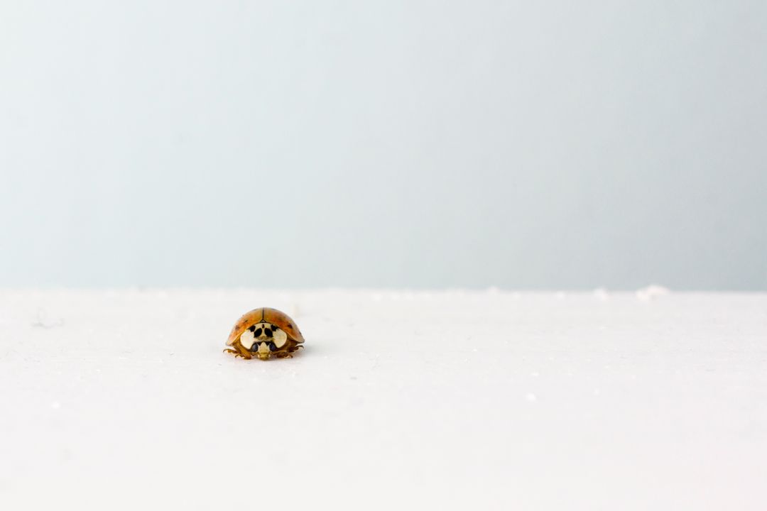 Close-up of Lonely Ladybug on White Surface with Minimal Background - Free Images, Stock Photos and Pictures on Pikwizard.com