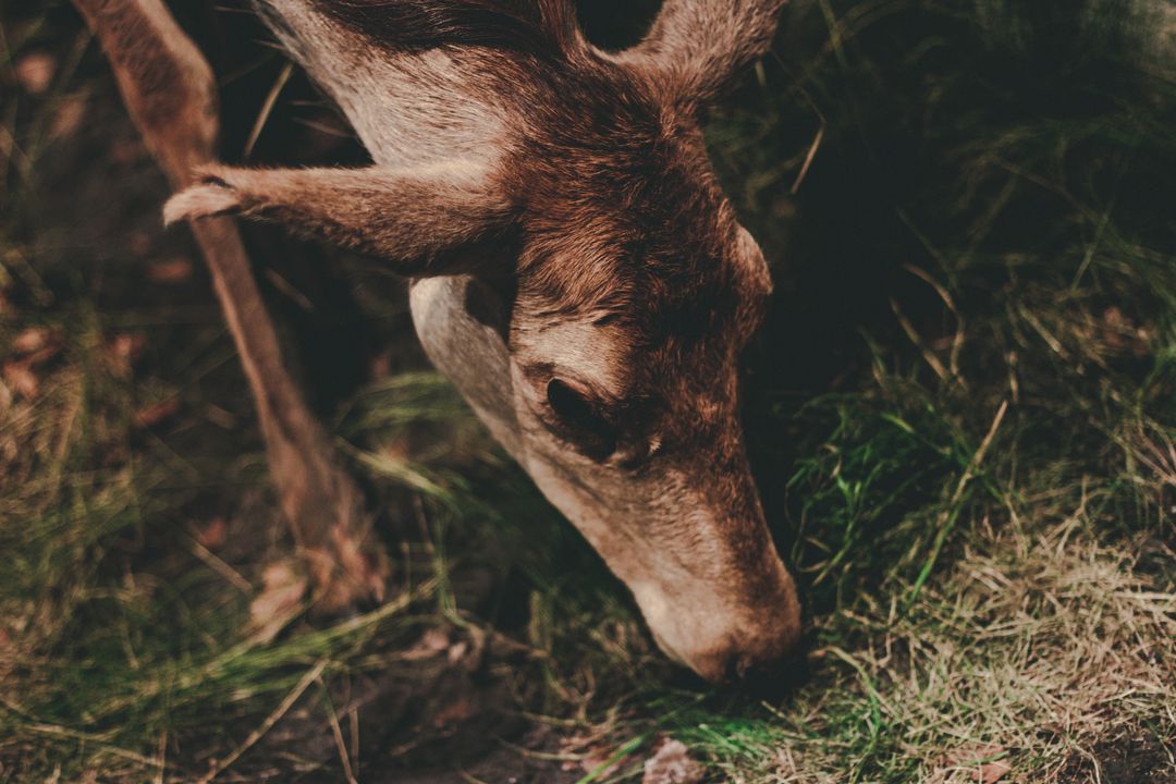 Close-up Deer Grazing on Forest Floor with Warm Moody Light