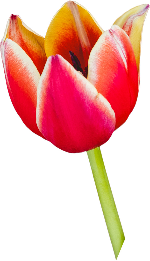 Transparent Colorful Tulip Blossom on Stem - Download Free Stock Images Pikwizard.com