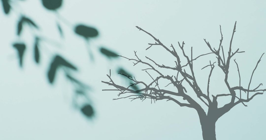 Silhouetted Tree and Leaves Shadows on Pale Background - Free Images, Stock Photos and Pictures on Pikwizard.com
