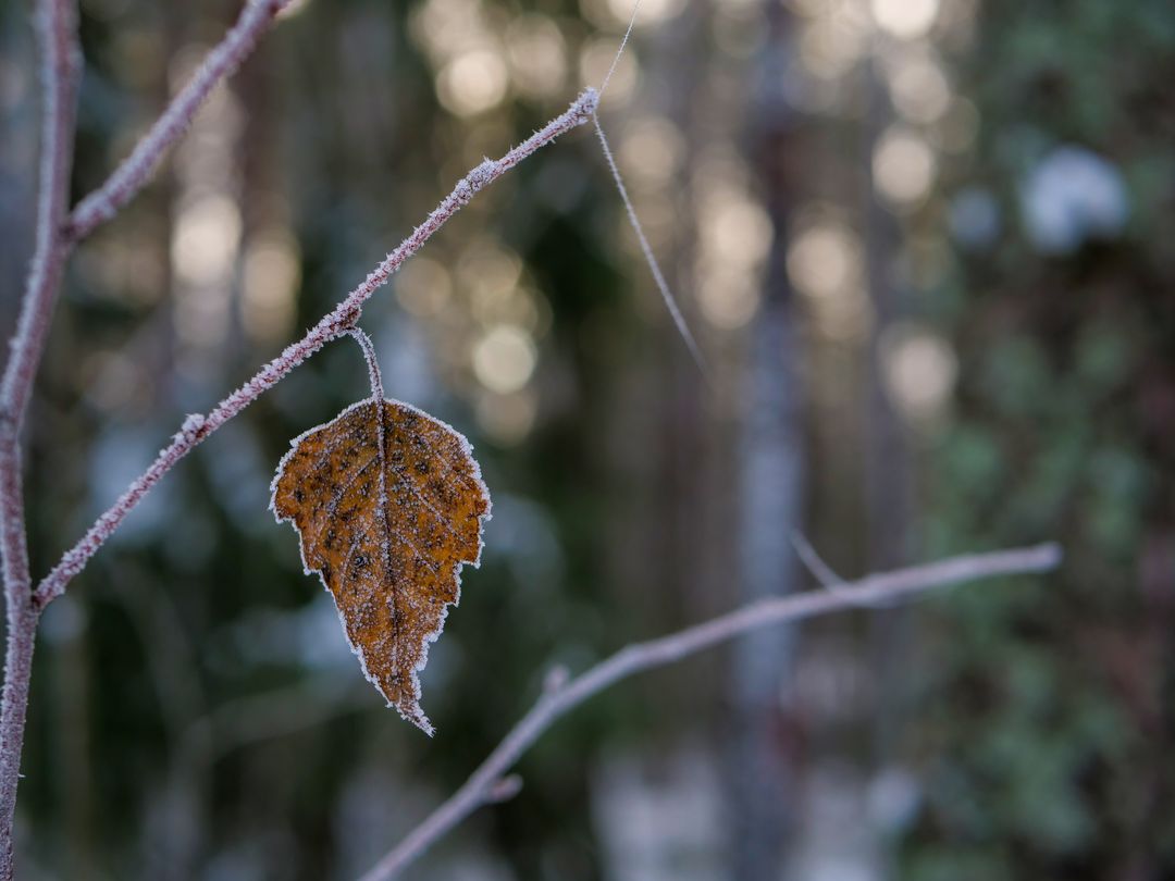 Frosted Birch Leaf Hanging from Branch on Winter Morning with Soft Bokeh