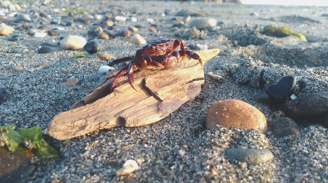 Red Crab on Brown Driftwood on Beach during Daytime - Free Images, Stock Photos and Pictures on Pikwizard.com
