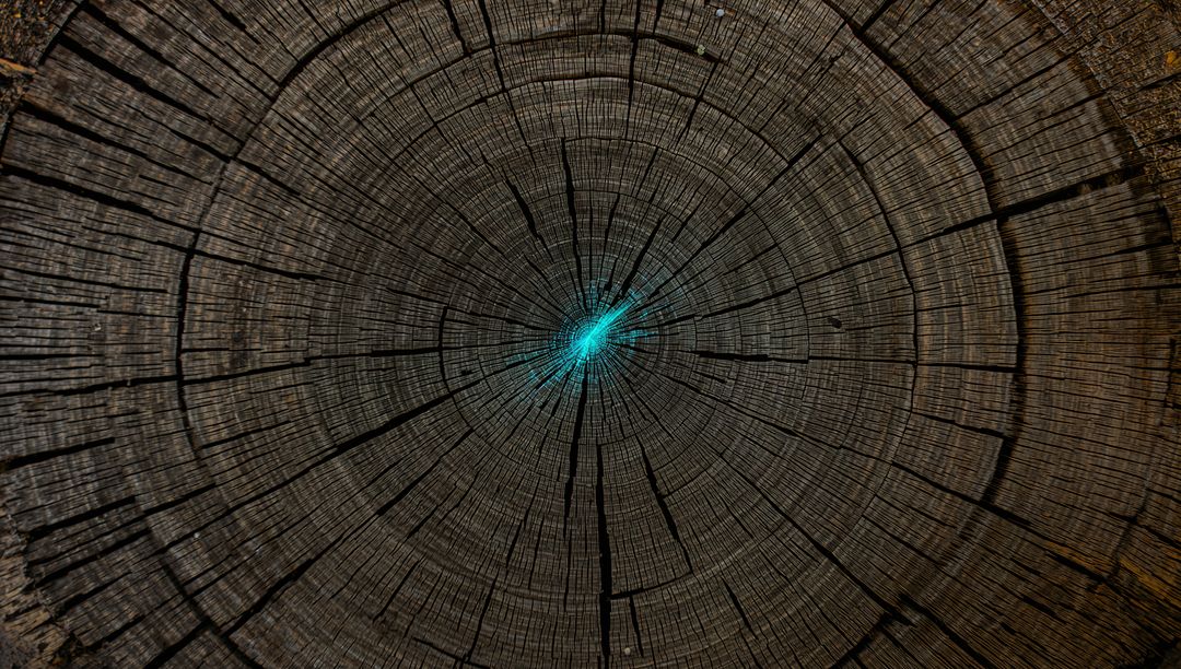Macro cross section of aged tree trunk with concentric growth rings and turquoise center