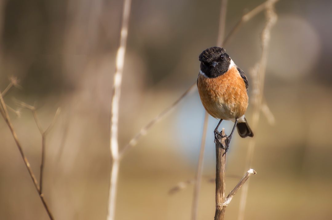Common Stonechat perched on dry branch in meadow - Free Images, Stock Photos and Pictures on Pikwizard.com