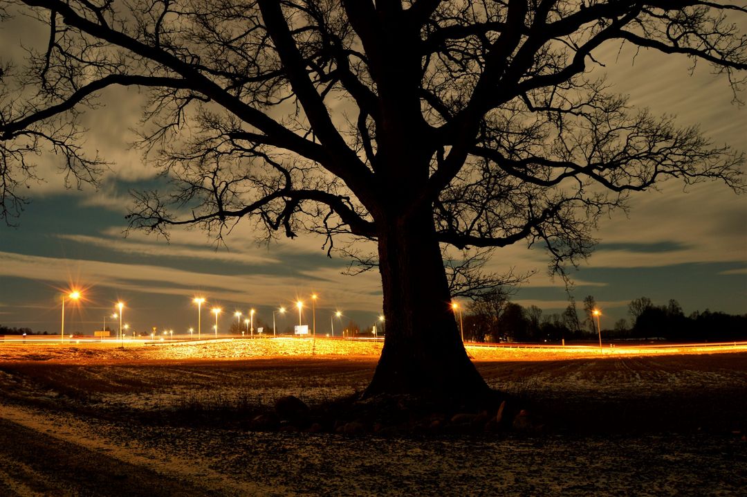 Majestic Tree Silhouette Against Night Sky with Light Trails - Free Images, Stock Photos and Pictures on Pikwizard.com