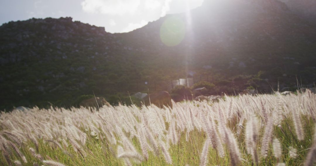 Sunny Meadow with Lush Green Hills and Fluffy Grass - Free Images, Stock Photos and Pictures on Pikwizard.com