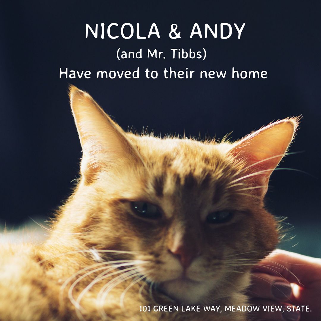 Gentle Cat Relaxes Indoors Signifying New Beginnings