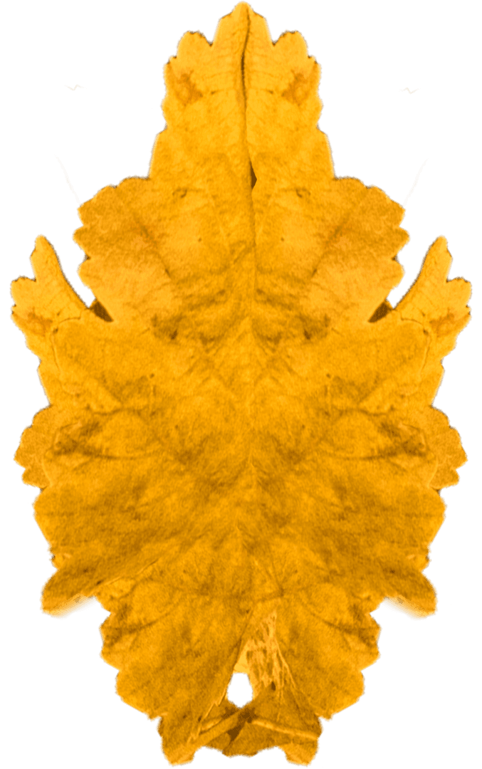 Yellow Autumn Leaf Vector Clipart on Transparent Background