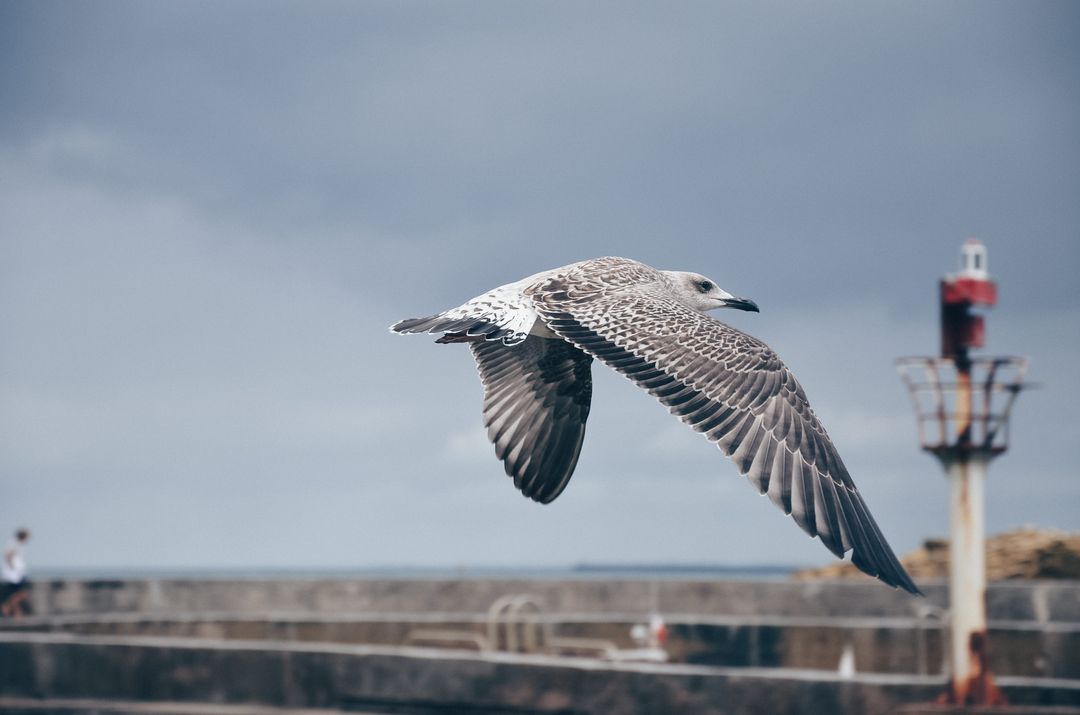 Juvenile seagull flying over harbor pier with lighthouse under moody cloudy sky
