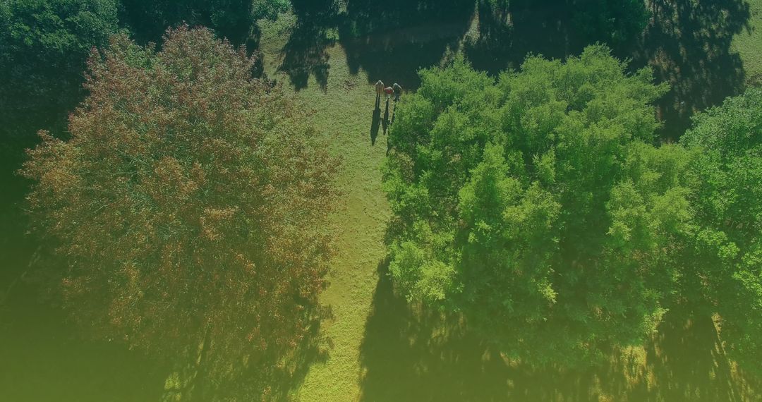 Three Generations Enjoying a Walk in Scenic Park Setting