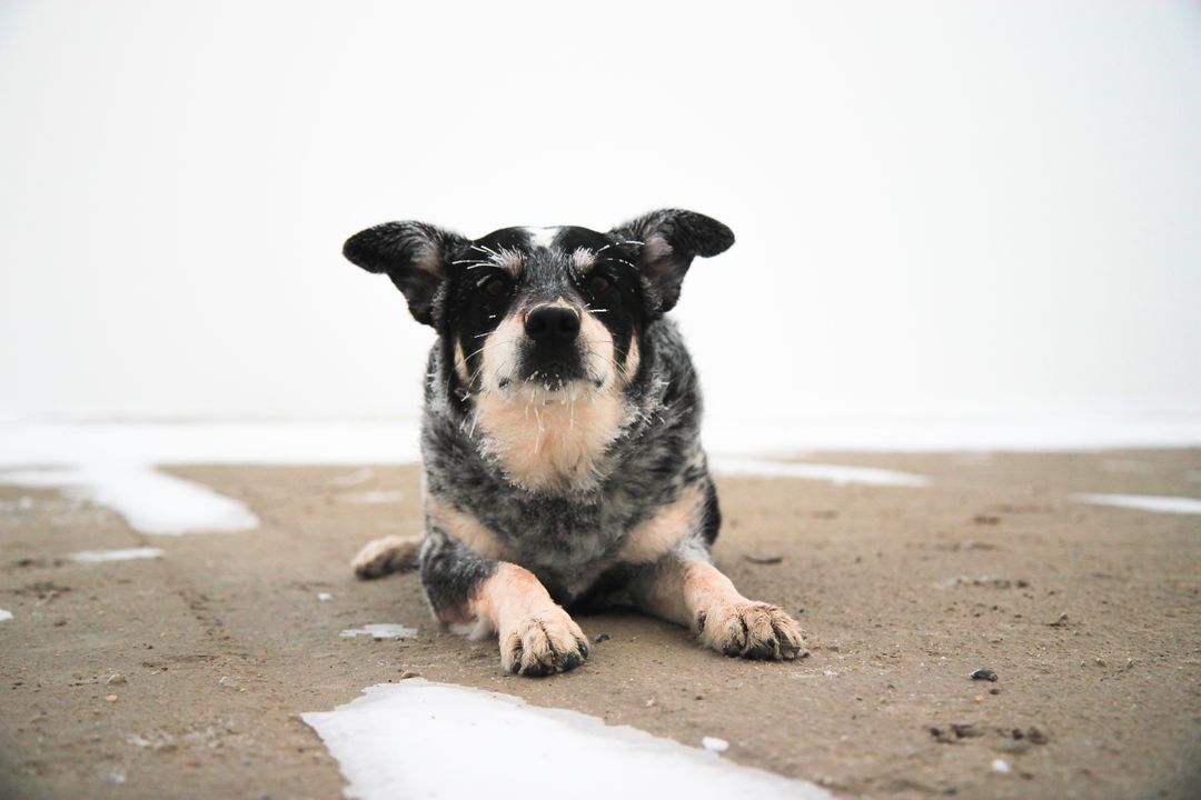 Adorable Cattle Dog Lying on Snowy Ground Outdoors - Free Images, Stock Photos and Pictures on Pikwizard.com