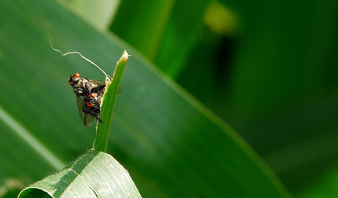 Close-up of Housefly Resting on Leaf Blade in Natural Setting - Free Images, Stock Photos and Pictures on Pikwizard.com