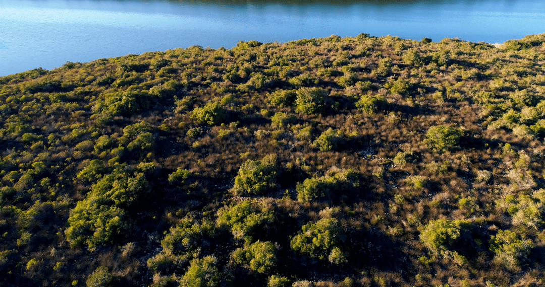 High Angle View of Lush Vegetation by Tranquil Lake on Sunny Day
