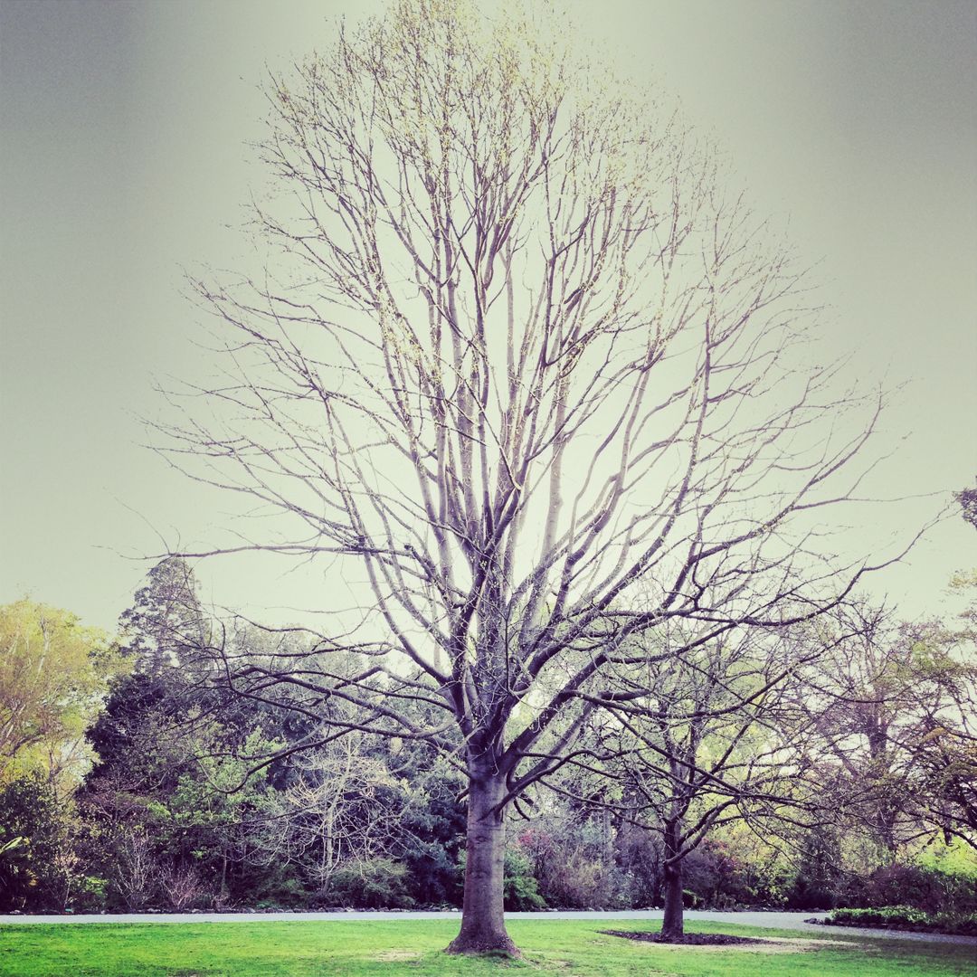 Leafless Tree in Tranquil Park Landscape - Free Images, Stock Photos and Pictures on Pikwizard.com