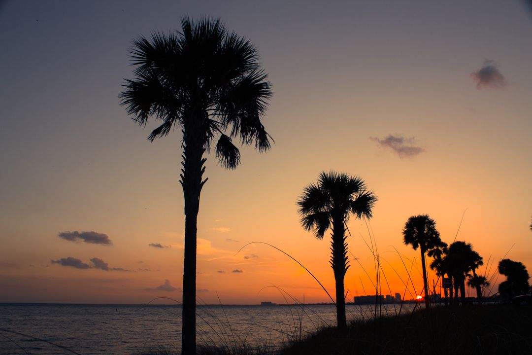 Serene Sunset Over Ocean with Silhouetted Palm Trees - Free Images, Stock Photos and Pictures on Pikwizard.com