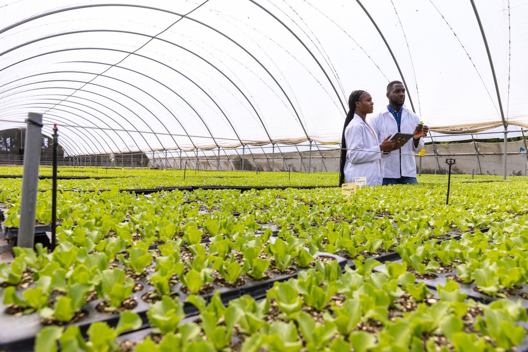 Scientists Researching Lettuce Growth in Greenhouse with Tablet