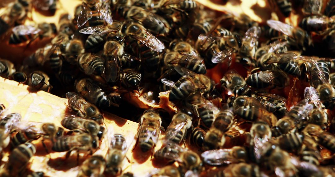 Swarm of Honeybees Busy on Honeycomb - Free Images, Stock Photos and Pictures on Pikwizard.com