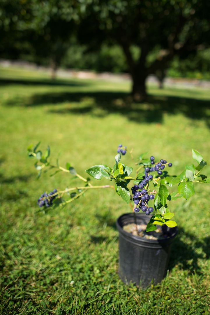 Potted Blueberry Plant in Sunny Garden - Free Images, Stock Photos and Pictures on Pikwizard.com