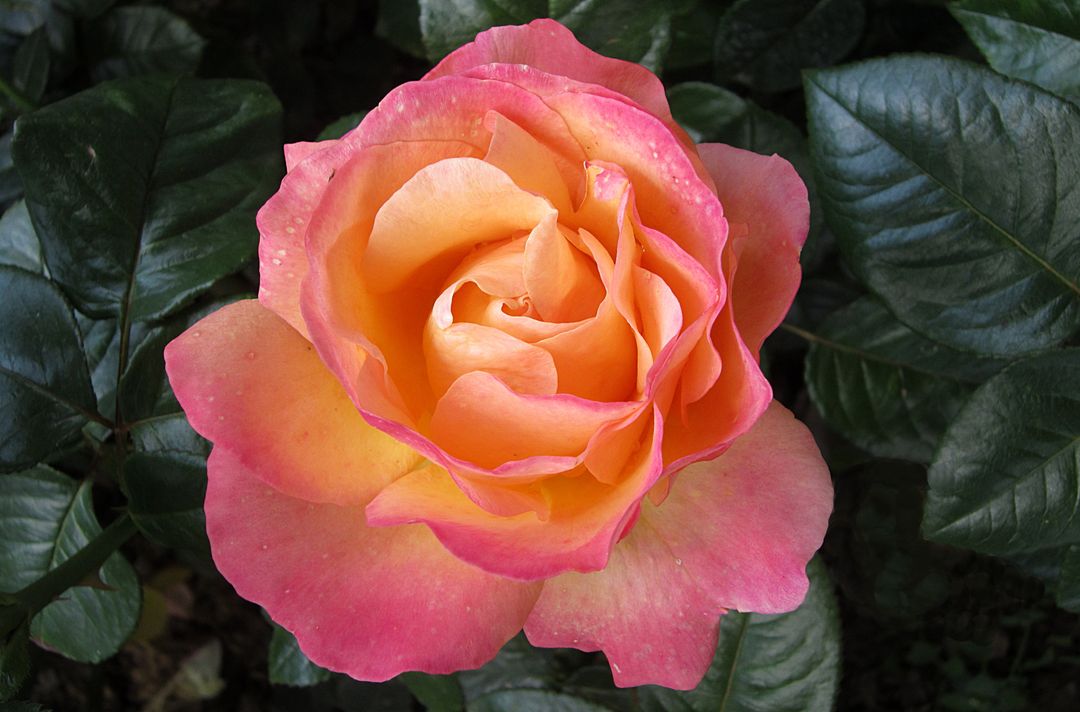 Beautiful Orange and Pink Rose in Garden - Free Images, Stock Photos and Pictures on Pikwizard.com