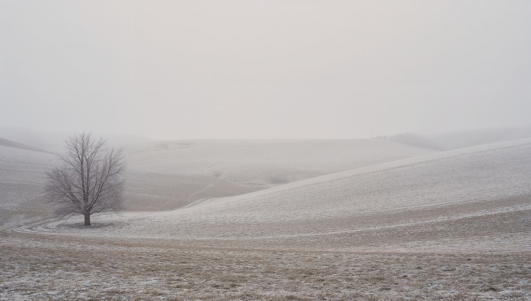 Solitary Frosted Tree Anchoring Misty Rolling Winter Hills with Wide Copy Space and Soft Light