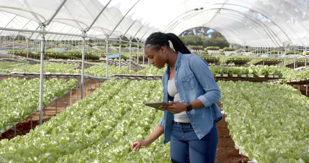 Woman Using Tablet Inspecting Lettuce in Hydroponic Greenhouse
