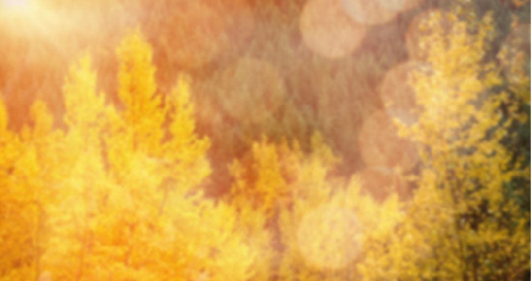 Sunlit Forest With Blurred Trees and Bokeh Effect