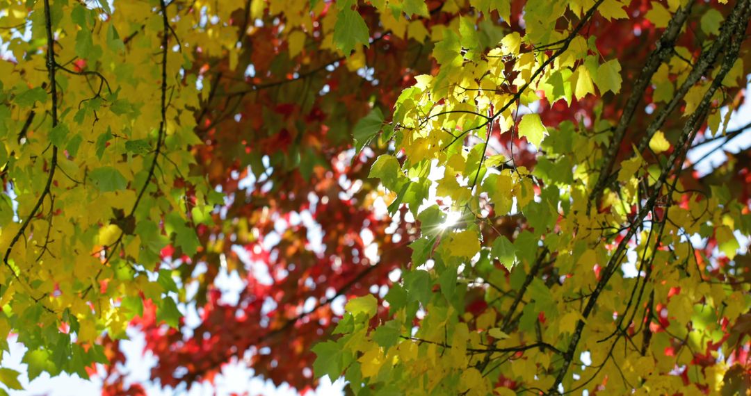 Vibrant Autumn Leaves with Sunlight Filtering Through Trees - Free Images, Stock Photos and Pictures on Pikwizard.com
