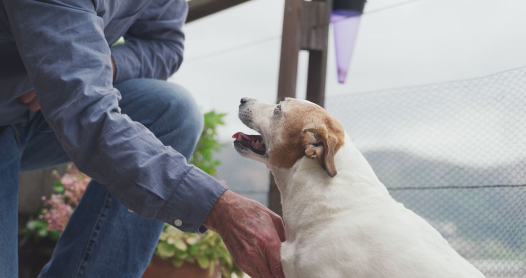 Midsection of caucasian senior man petting his dog on terrace - Free Images, Stock Photos and Pictures on Pikwizard.com