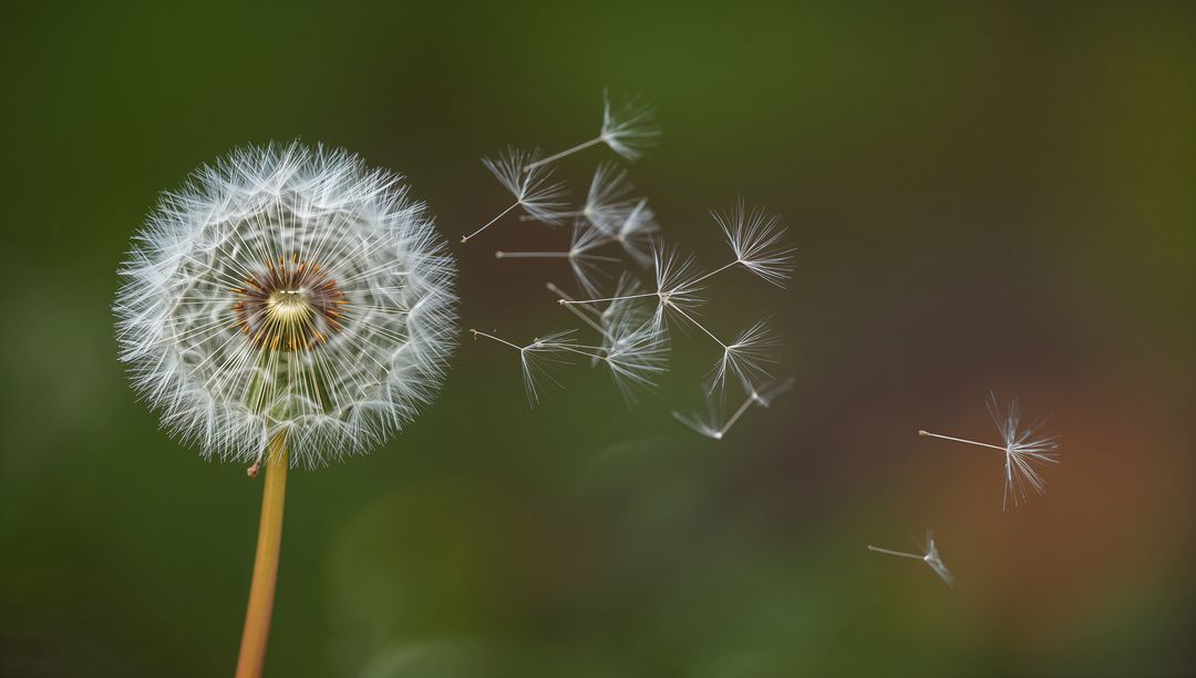 Dandelion Seeds Releasing on Breeze Macro Closeup with Soft Bokeh and Copy Space