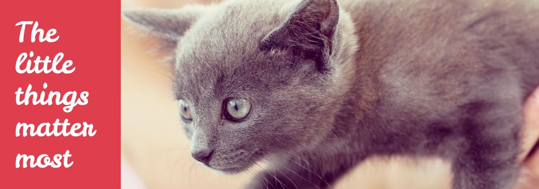 Adorable grey kitten promoting mindfulness and innocence