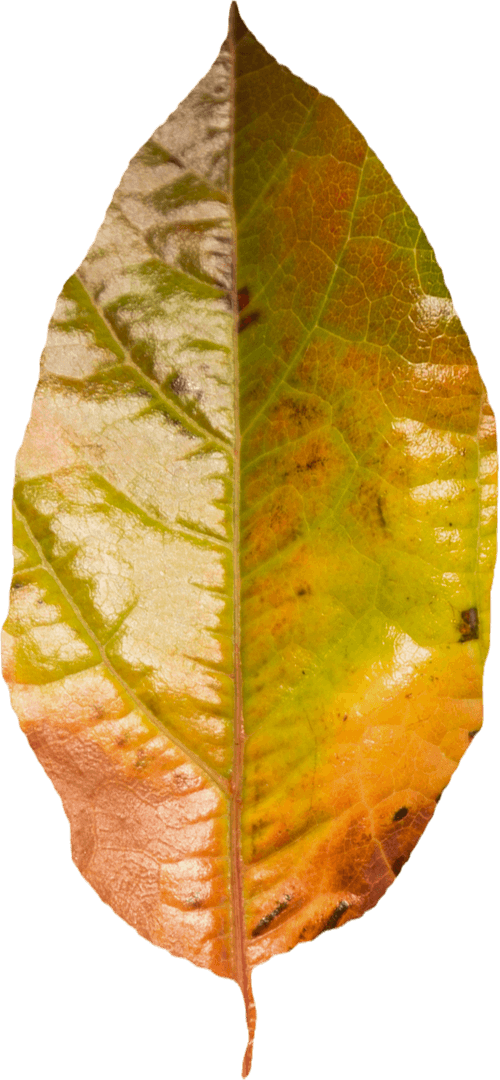 Transparent Autumn Leaf Showcasing Vibrant Color Transition