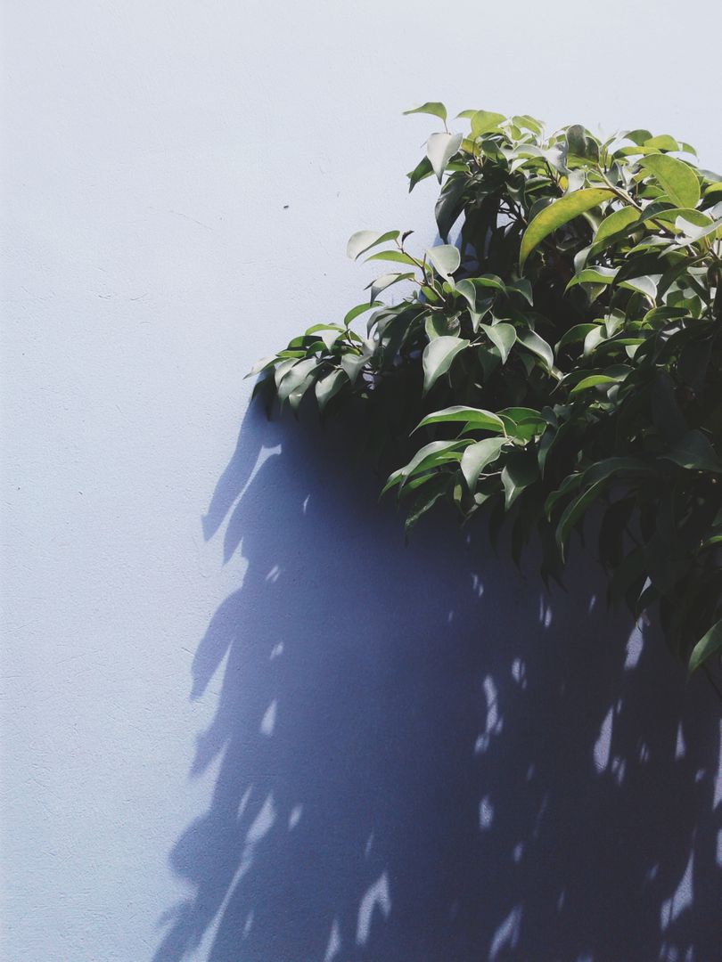 Green branches casting shadows on blue wall under sunlight - Free Images, Stock Photos and Pictures on Pikwizard.com