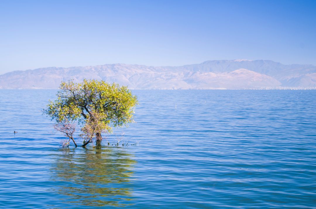 Serene Isolated Tree in Calm Lake with Mountains in Background - Free Images, Stock Photos and Pictures on Pikwizard.com