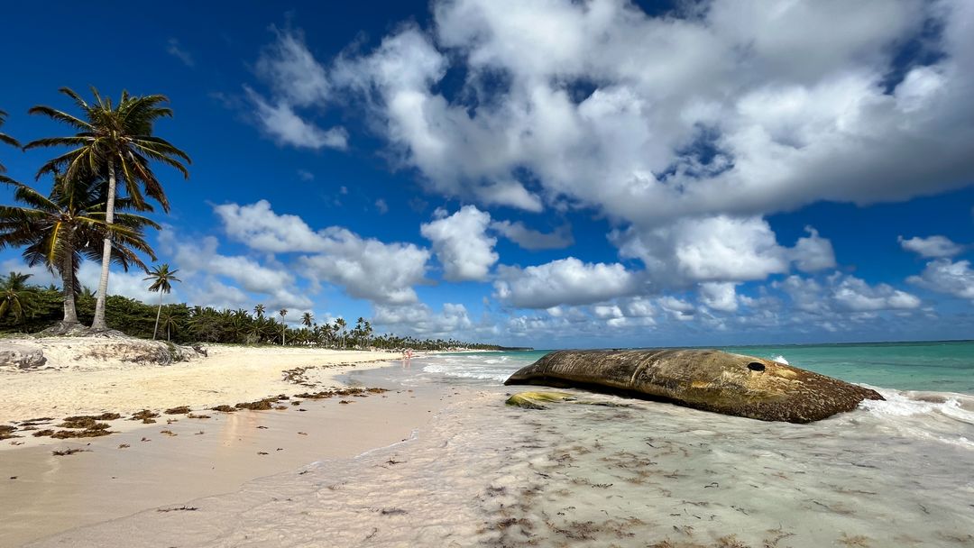 Tranquil Beach with Tropical Palm Trees and Clear Blue Sky