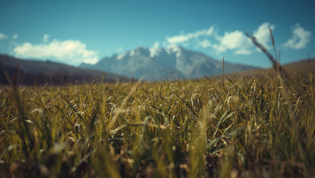 Alpine meadow grass swaying with snow-capped mountain backdrop under vivid blue sky