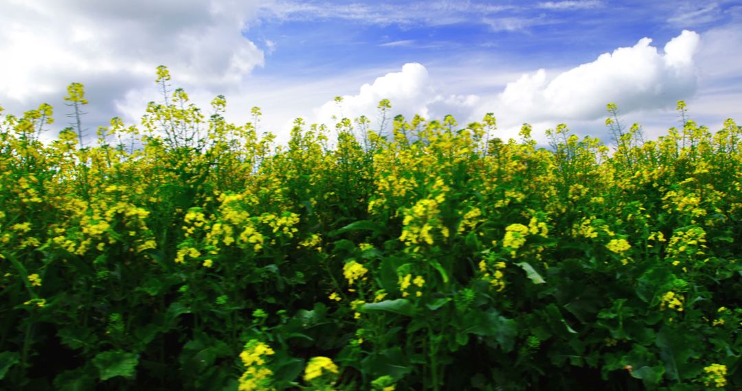 Vibrant Canola Field Under Majestic Blue Sky with White Clouds - Free Images, Stock Photos and Pictures on Pikwizard.com