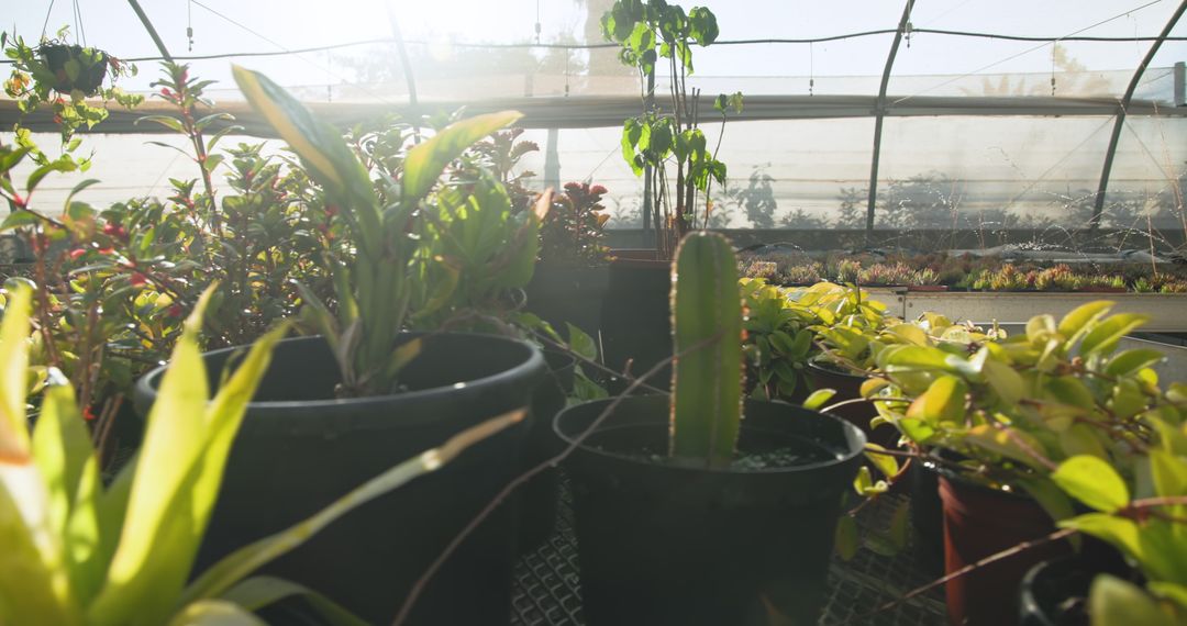 Sunlit Greenhouse with Cactus and Foliage in Plastic Pots