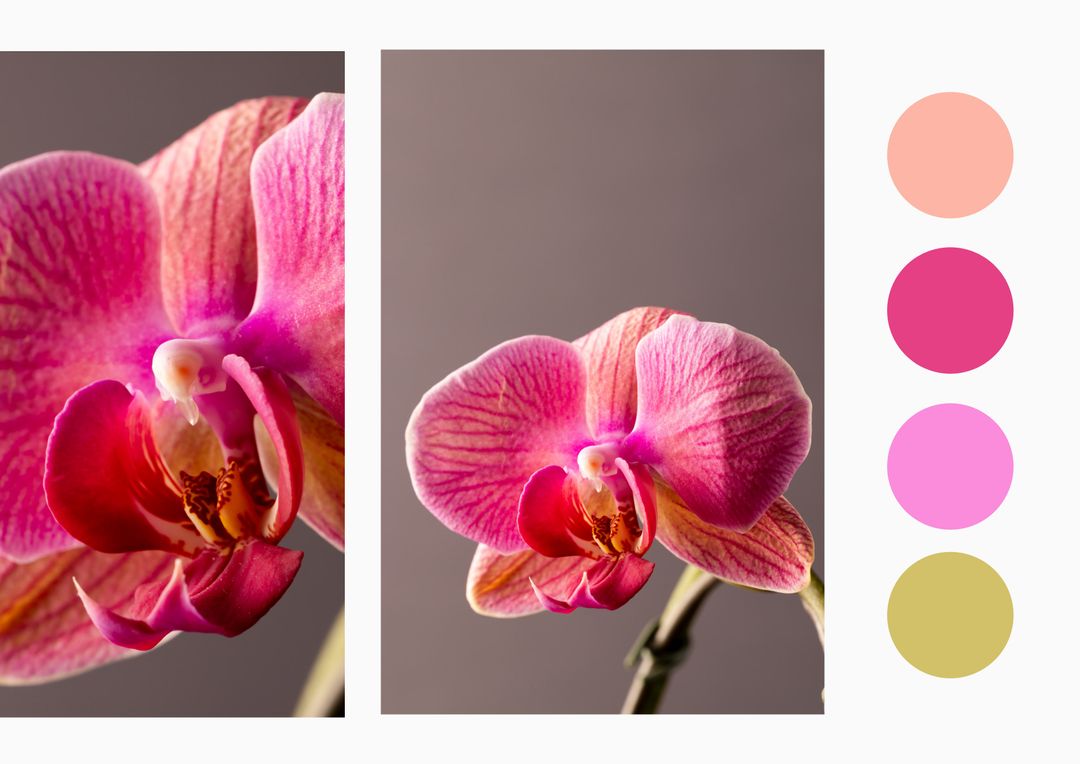 Pair of Pink Orchids Against a Neutral Background with Color Palette - Download Free Stock Templates Pikwizard.com