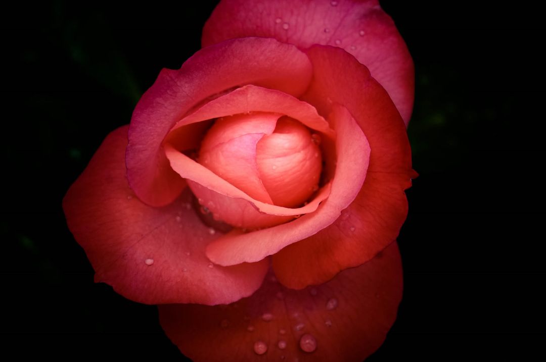 Close-Up of Red Rose with Dew Drops in Darkness - Free Images, Stock Photos and Pictures on Pikwizard.com
