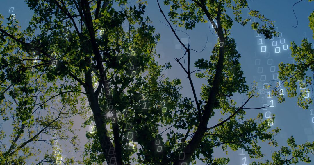 Futuristic Binary Code Overlaying Tree Branches Outdoors