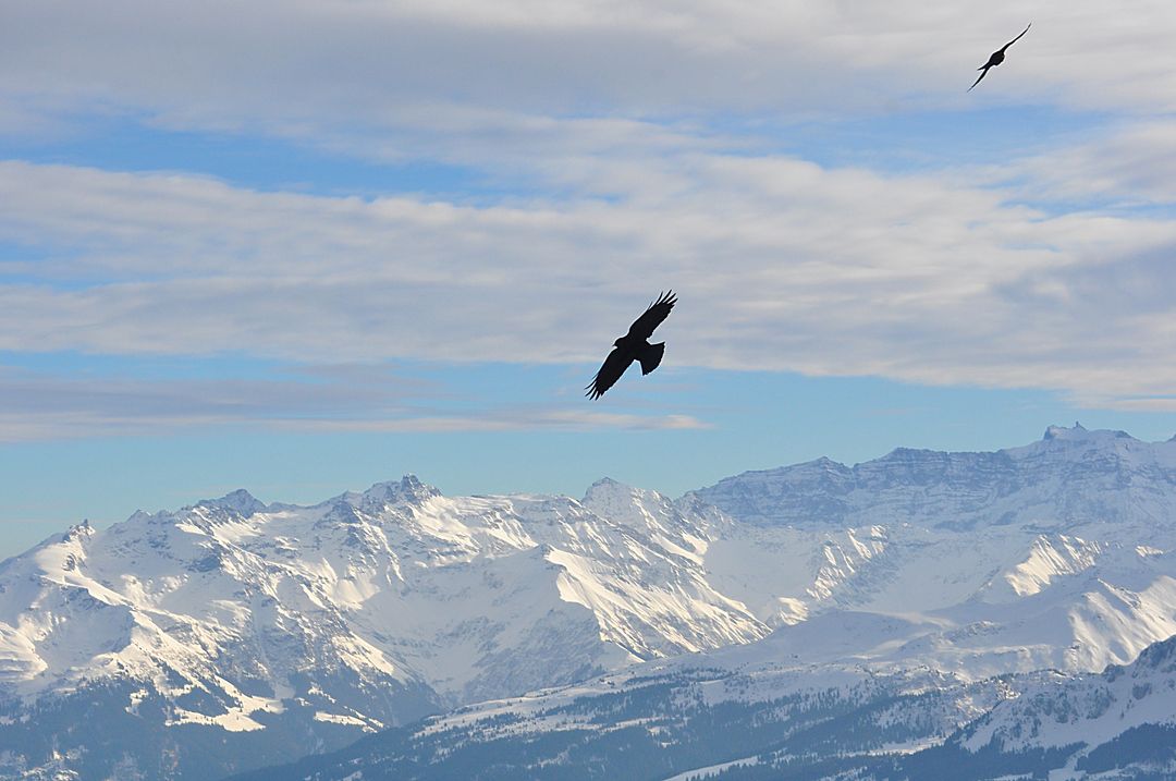 Crows Soaring Over Snow-Capped Mountain Range - Free Images, Stock Photos and Pictures on Pikwizard.com