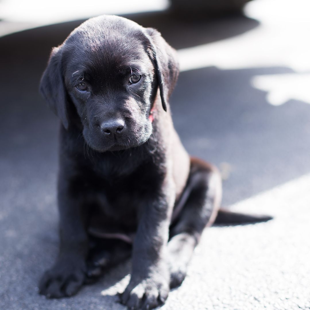 Adorable Black Labrador Puppy Sitting on Pavement - Free Images, Stock Photos and Pictures on Pikwizard.com
