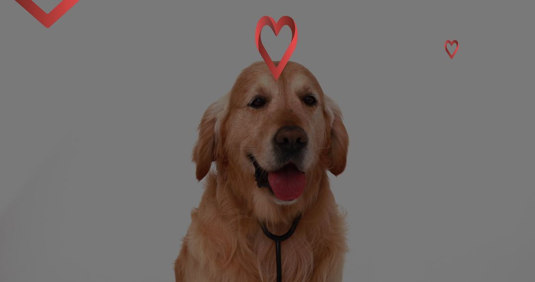 Golden Retriever Surrounded by Loving Heart Graphics