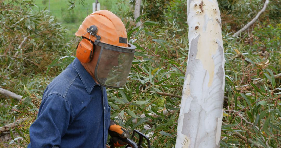 Forester Wearing Safety Gear Cutting Eucalyptus Tree - Free Images, Stock Photos and Pictures on Pikwizard.com