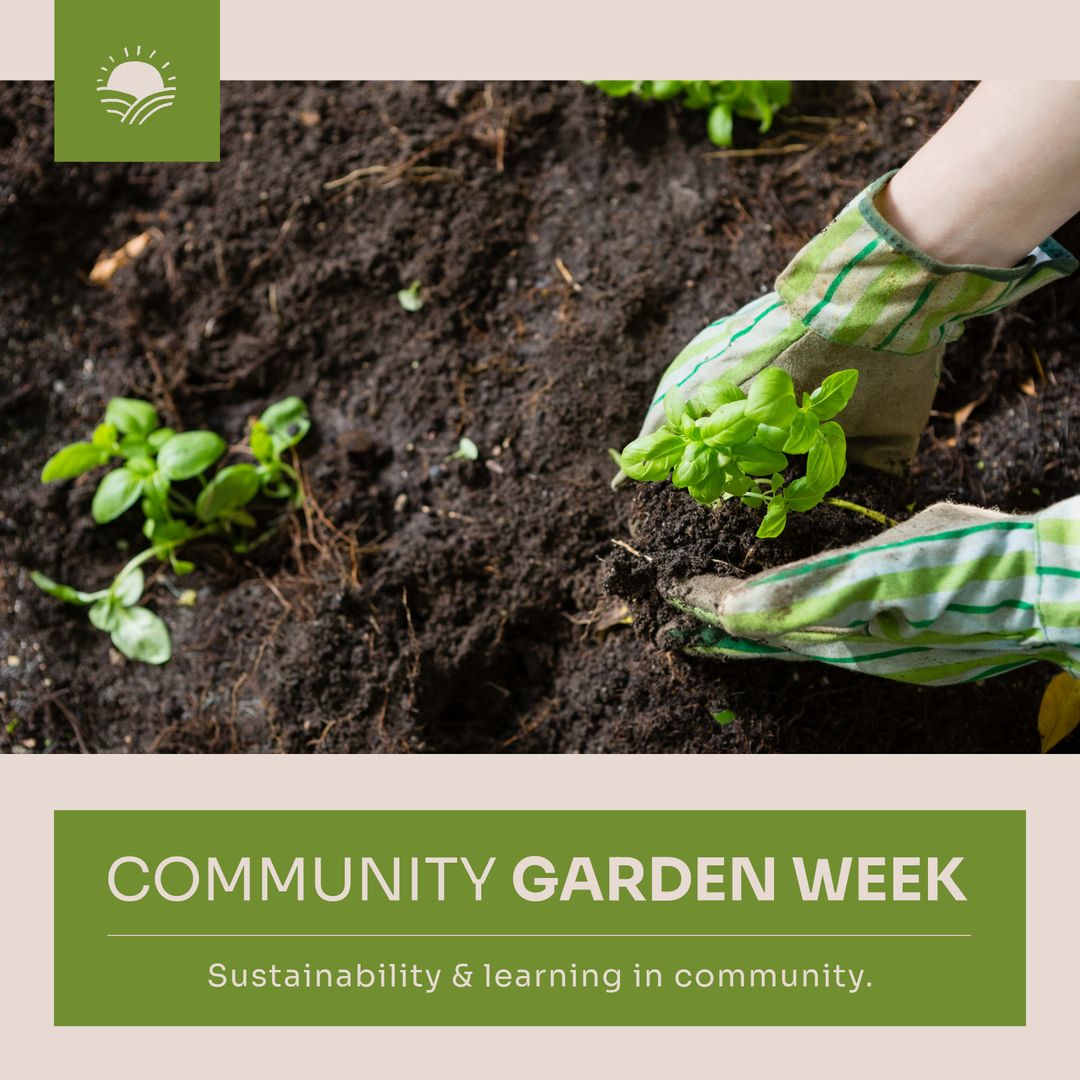 Hands Planting Herbs Signifying Community Garden Efforts