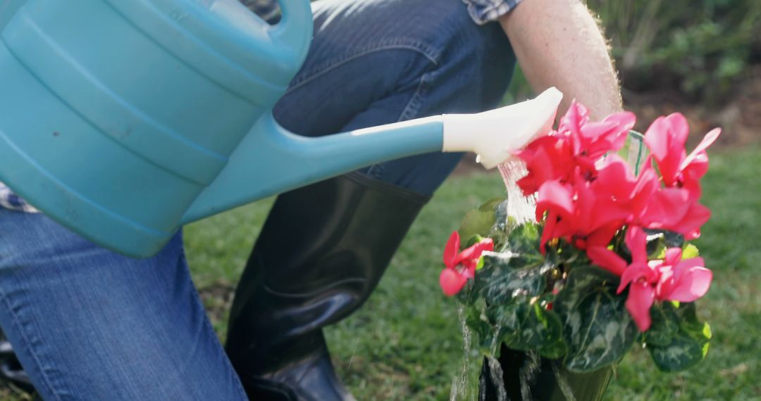 Person Watering Vibrant Pink Flowers in Garden with Blue Watering Can - Free Images, Stock Photos and Pictures on Pikwizard.com