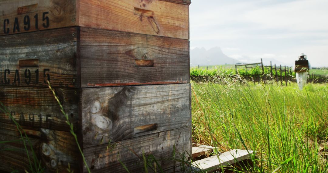 Beekeeper Walking by Rustic Beehive in Lush Meadow