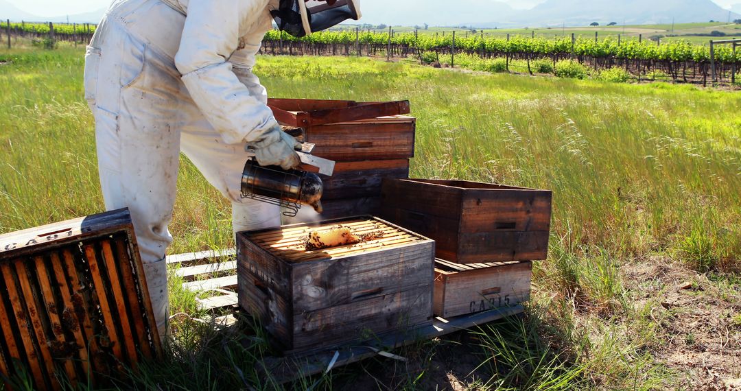 Beekeeper Inspecting Beehives in Sunny Vineyard - Free Images, Stock Photos and Pictures on Pikwizard.com