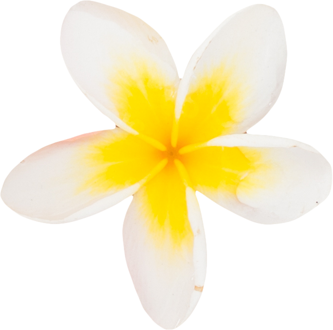 Transparent White and Yellow Tropical Plumeria Flower Isolated - Download Free Stock Images Pikwizard.com